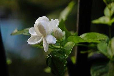 中秋节最佳祝词