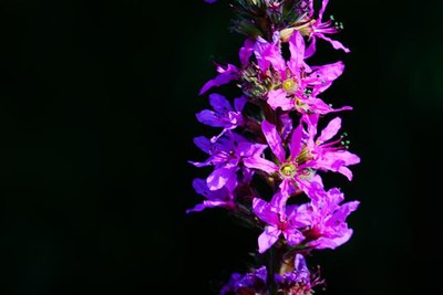 调数校花小说